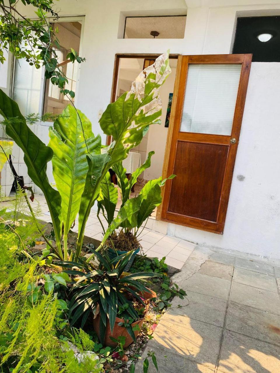 Hotel Casa Mima Flores Zewnętrze zdjęcie